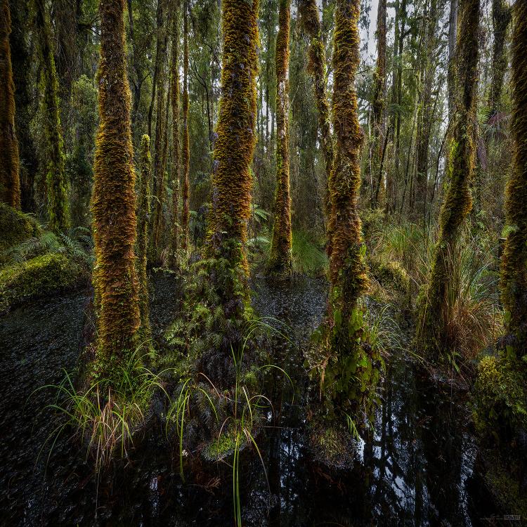Swamp_Forest.jpg