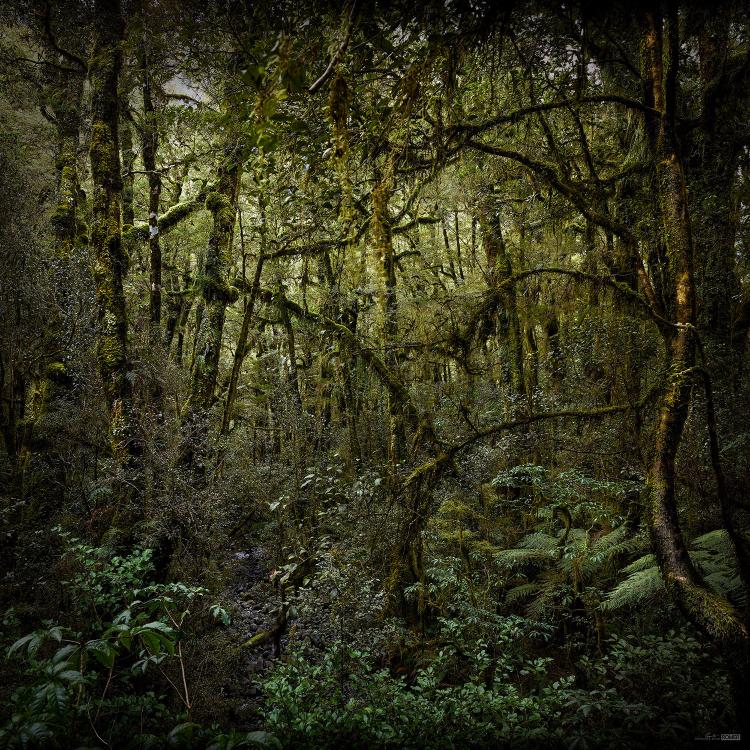 Rainforest-02.jpg